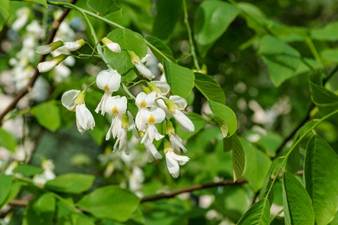 Kentucky yellowood tree with white flowers