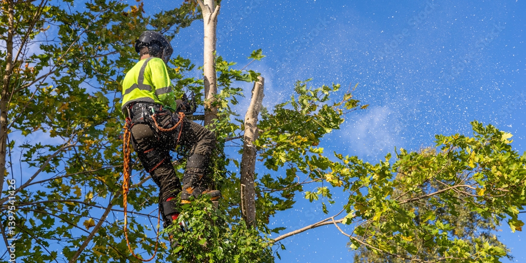 man pruning a tree