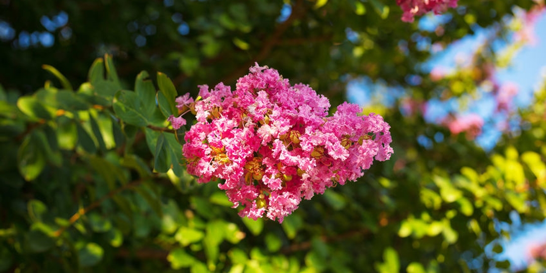 A beautiful summer flowers in the sun.