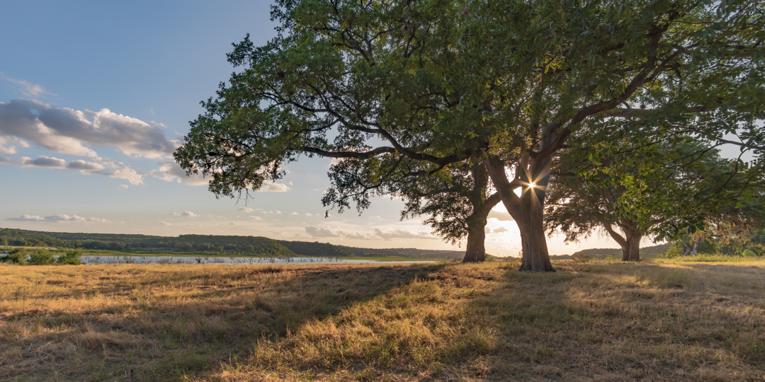 This wide-angle landscape image features a row of stately, mature oak trees in a grassy field at sunset. The scene captures the natural beauty and structural importance of heritage trees in a Texas-style landscape.
