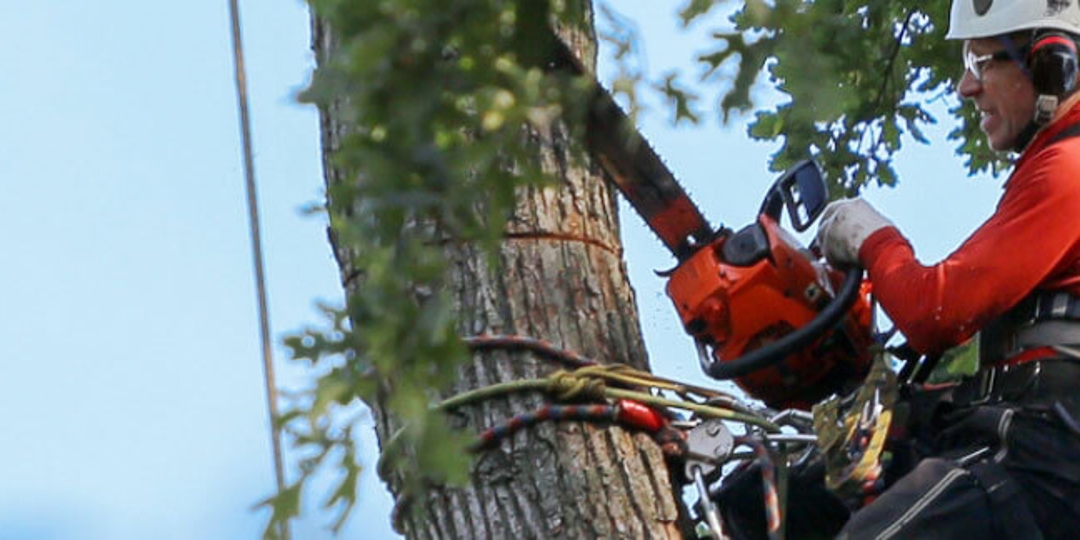 Tree Trimming