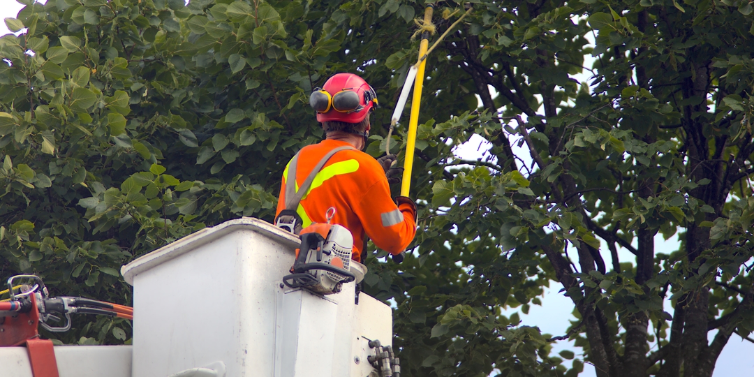 Tree care professional trimming overgrown branches from a boom lift during routine tree maintenance