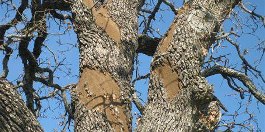 Monster Tree Service Louisville