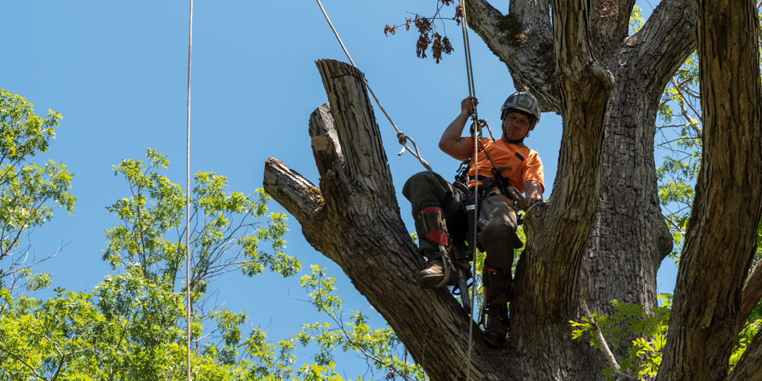 Tree removal professional using chainsaw at height during residential tree service on the Texas Gulf Coast