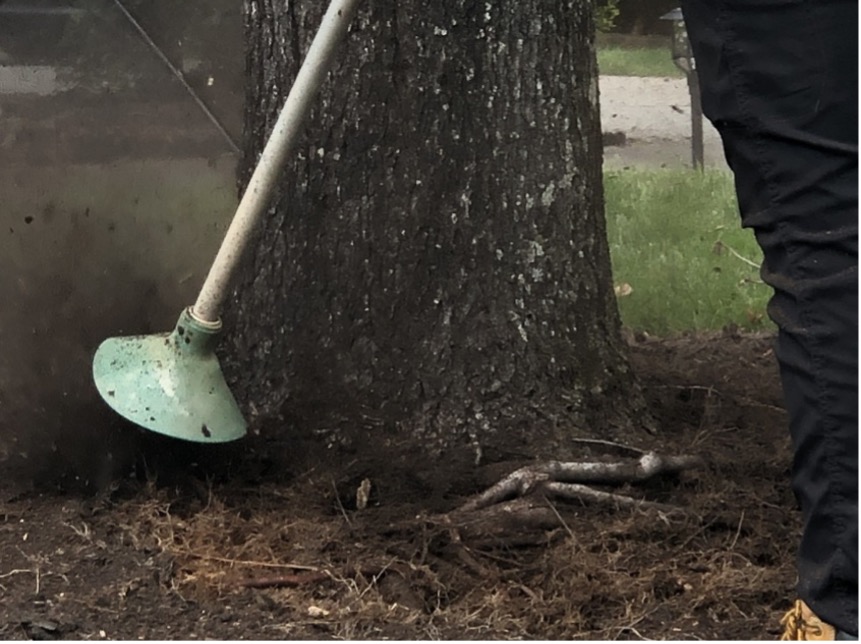 Root Collar Excavations Explained