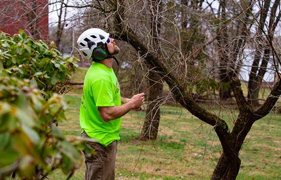 Tree Care Tips Photo