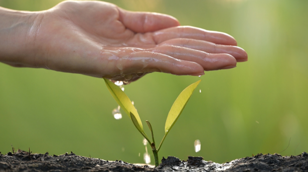 7 Things You Can Do to Help Your Trees Beat the Summer Heat