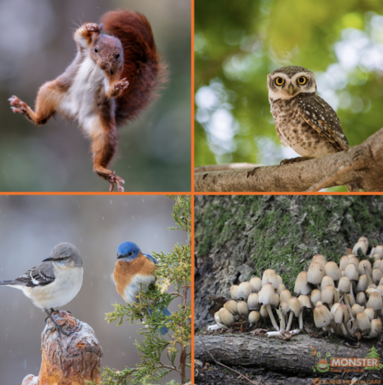 collage of animals and mushrooms