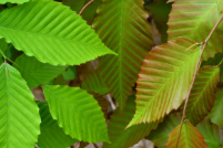 leaves