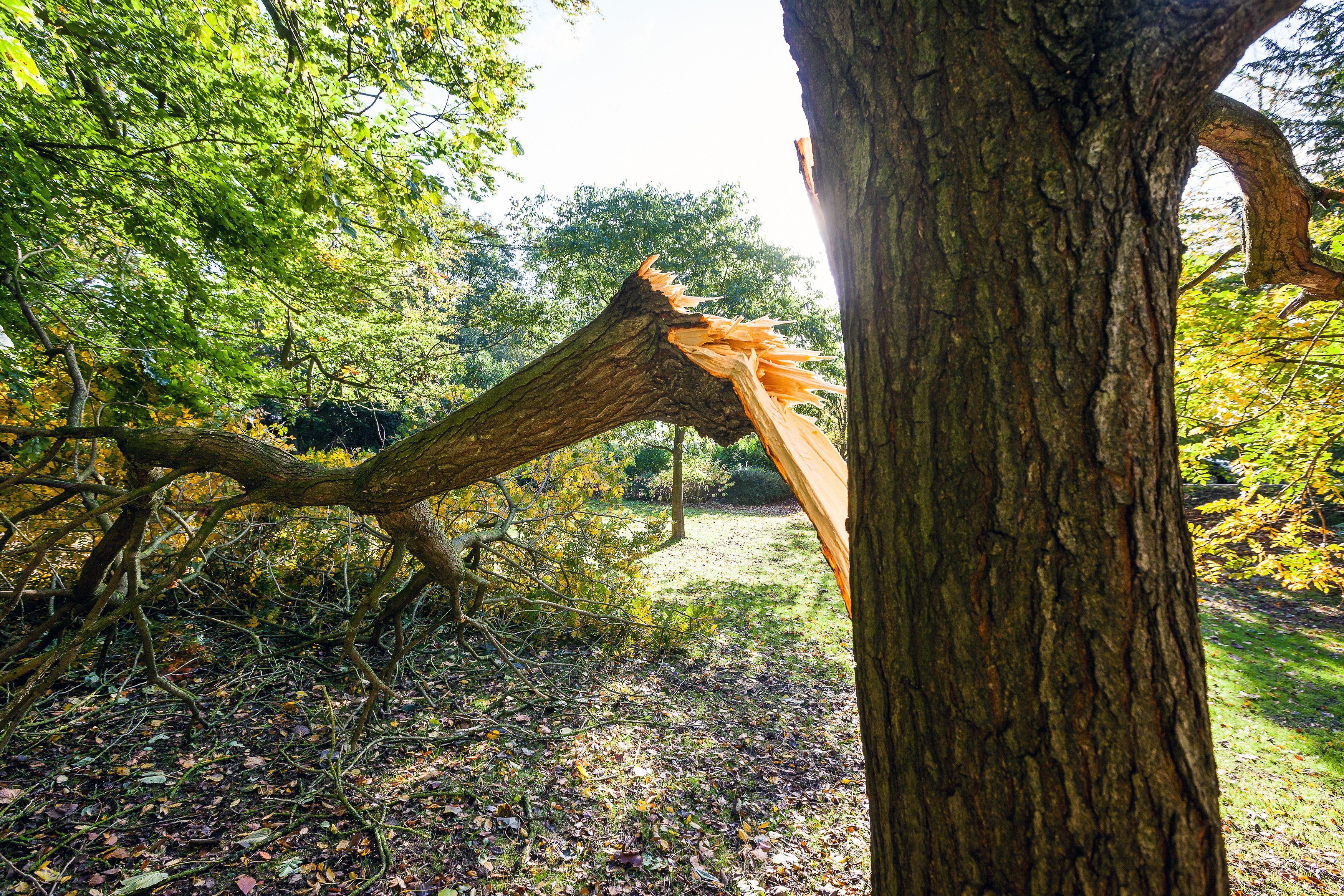 Emergency Tree Service Costs: What to Expect After a Northwest Houston Storm