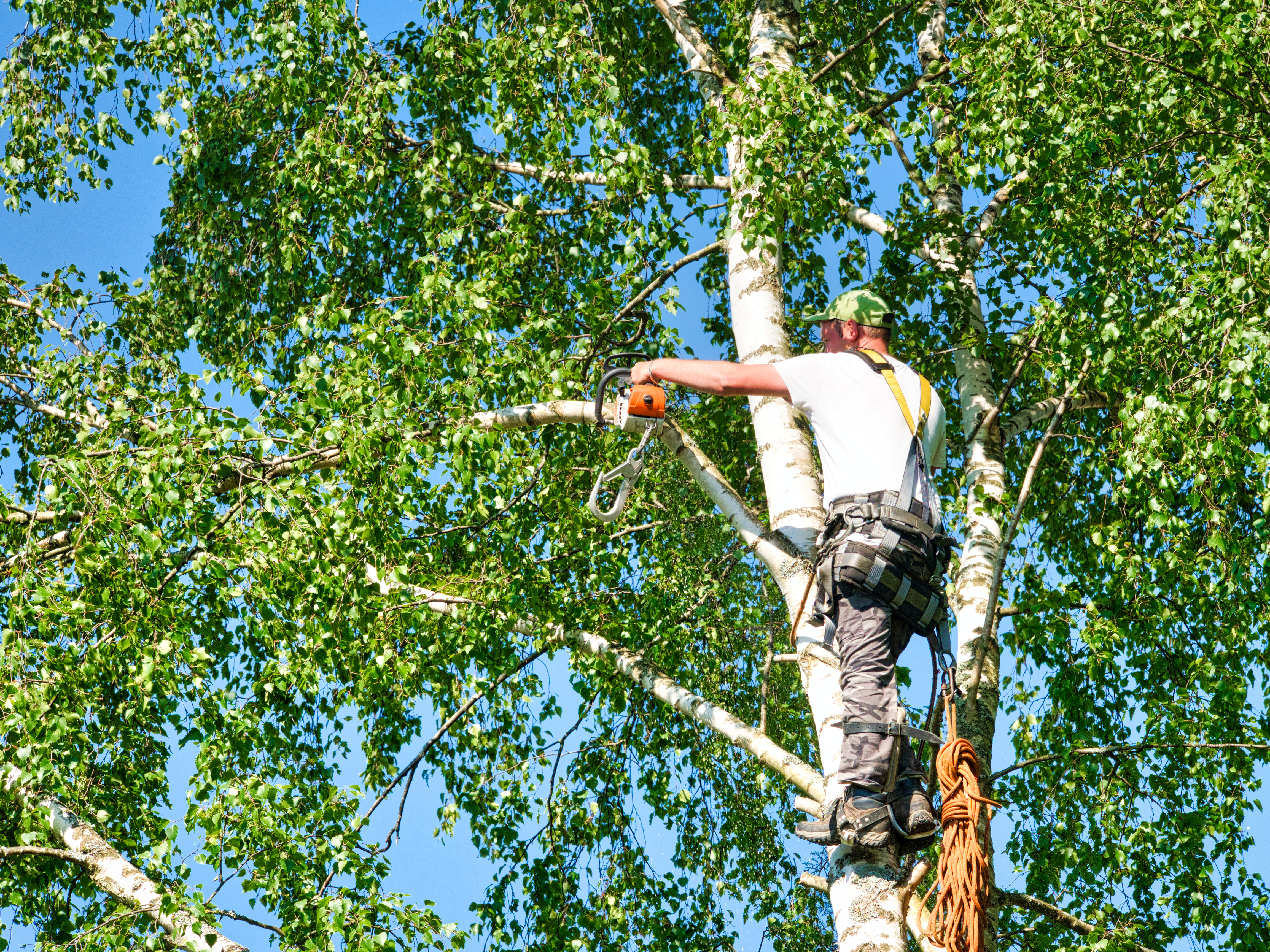 Why Choose Monster Tree Service vs. Affordable Tree Service? Texas Gulf Coast Tree Service Price, Insurance & Guarantees Compared