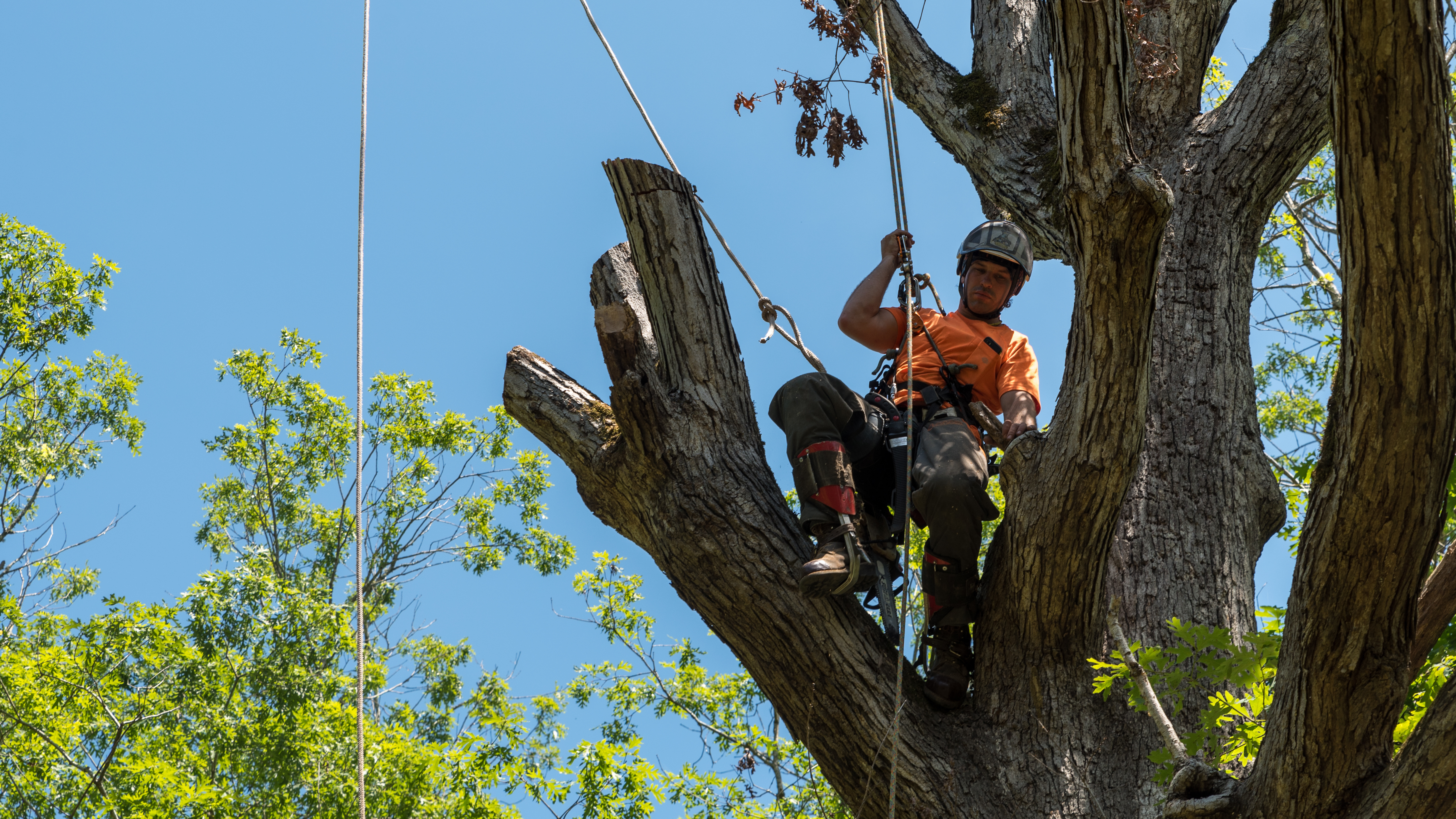 Why Choose Monster Tree Service vs. Mia Tree Service? Texas Gulf Coast Tree Removal Price, Reviews & Certifications Compared