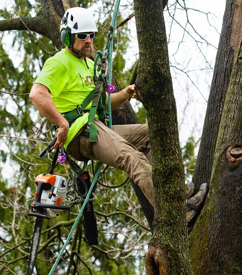 Expert Guide: Identifying Dead Trees in North Pittsburgh