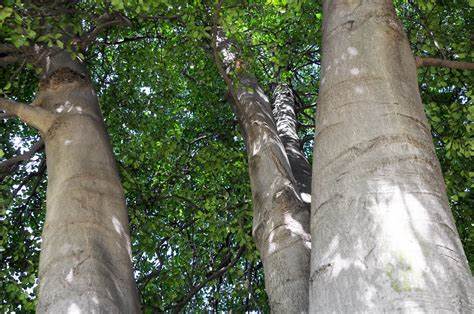 Homeowners Guide to Tree Care: Expert Tips for Northern Virginia